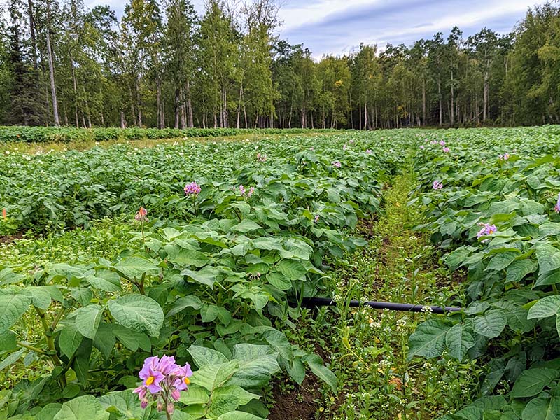 the Knik Tribe farm potato plants