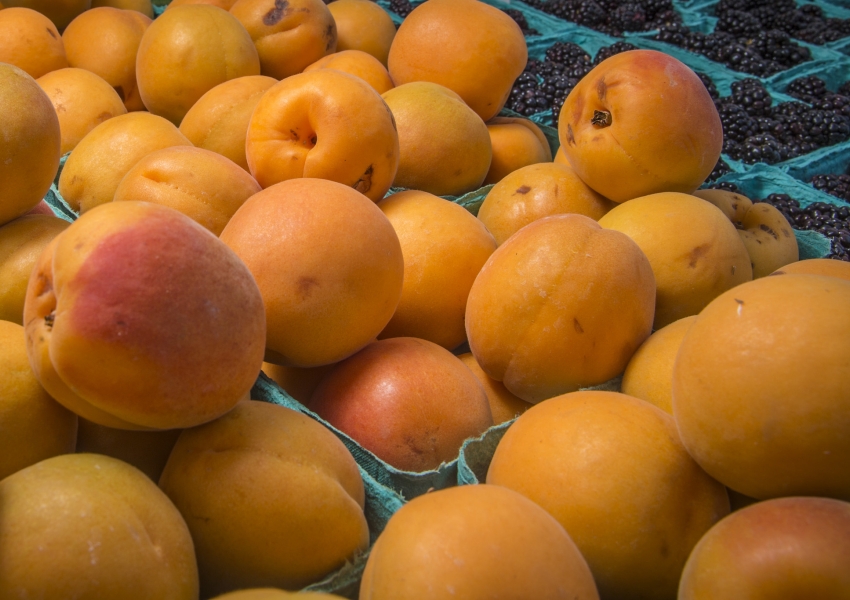 fresh fruit