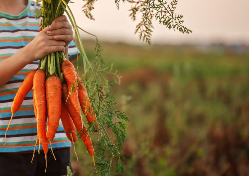 kid holding a bundle of carrots