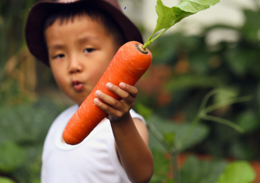 Little boy wearing a hat and holding a large carrot harvested from the ground