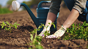 person planting vegetables in a field.
