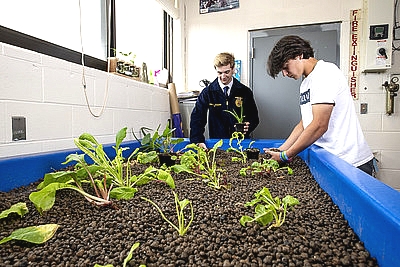 two students tending and harvesting leafy greens from a hydroponic garden in NY